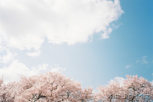 心似莲开,清风自来 (1)