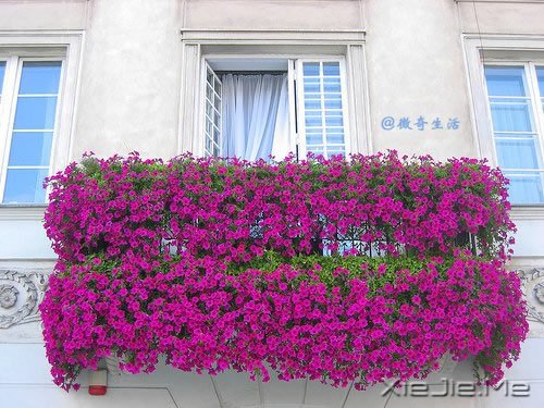 ����Ϊ˭л����лΪ˭�� (1)