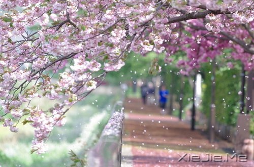 ˭���𻨵����ӣ�������������Ȼ���� (3)