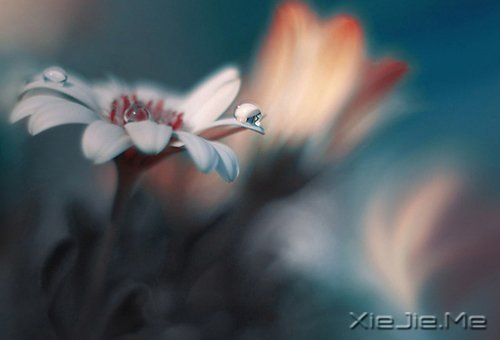 ��������ĸ��ӣ���������Թ� (8)