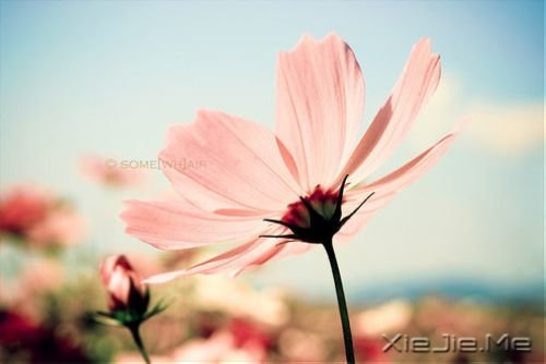 早安心语:人生,就是你一个人的人生 (1)