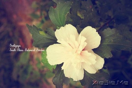 早安心语:对未来的真正慷慨,是把一切献给现在 (10)