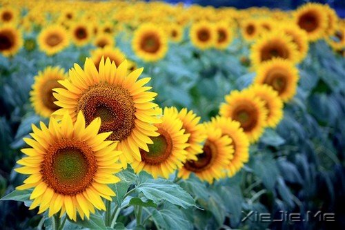 一个人流浪,不必去远方 (10)