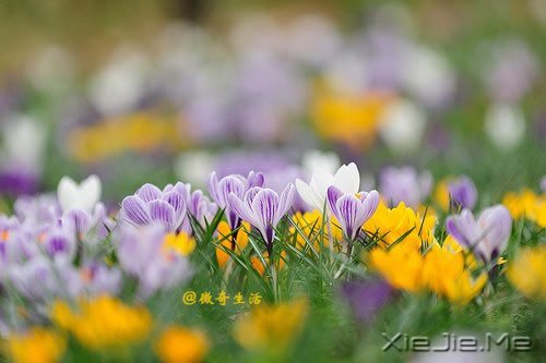 短篇小说:微博自杀记